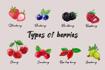 Types of berry hand draw and painting style  © rujirapran