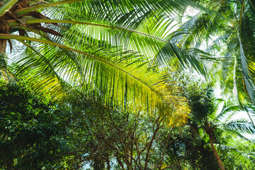 Palm tree on a tropical island