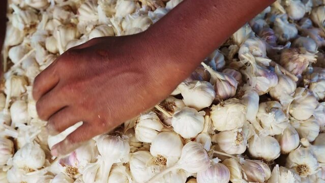 white garlic separated by black indian female hands , food crisi chain supply concept 