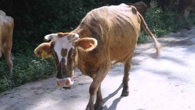 Diary sector growing cow tagged roaming around with herd