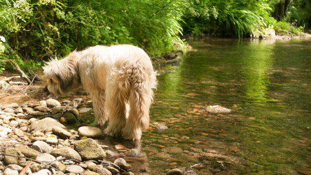 Perro peludo bebiendo agua de arroyo