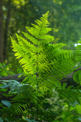 fern leaf in the forest