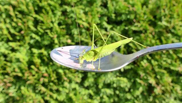 Green grasshopper Phaneroptera falcata, Sickle-bearing Bush-cricket on silver spoon eats the leftover fruit smoothie on sunny day against the backdrop of greenery - close-up shot.