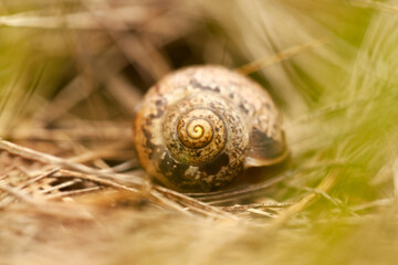 Pastel blurred background of snail shell on dry grass.