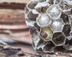 The heads of the wasp larvae. Wasp nest with larva. Wasp generation development.