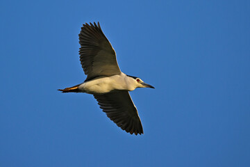 Black-crowned Night-Heron // Nachtreiher (Nycticorax nycticorax) - Lake Kerkini, Greece