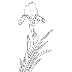 Line art iris flower on white background, vector illustration