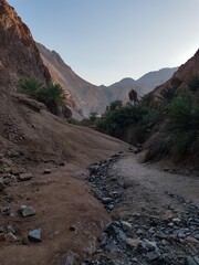 Mountain gorge with palm trees Egyptian Vaadi
