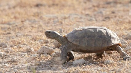 A desert tortoise crawling foraging for food in the Mojave Desert 