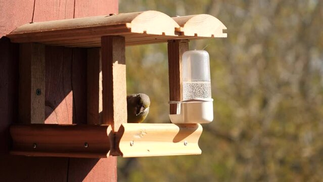 European greenfinch and marsh tit takes sunflowers from feeder, static.