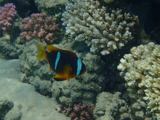 Fototapeta na wymiar cmall clown fish in the Red sea