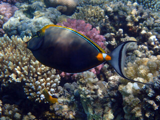 Bluespine unicornfish from red sea