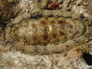 lepidochitona animal from the egypt beach