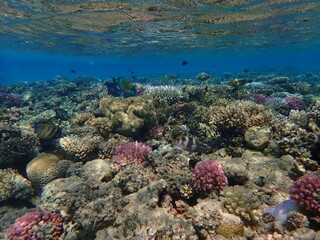 coral reef in Egypt, Makadi Bay