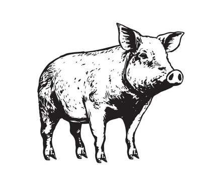Pig hand drawn illustrations, vector.