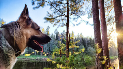 Dog German Shepherd in forest near water of river or like in autumn, spring, summer day. Russian eastern European dog veo in nature landscape