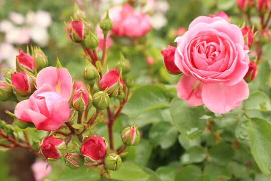 garden rose