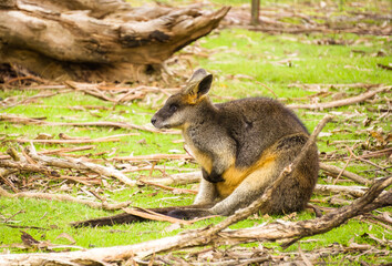 Swamp Wallaby Photo Taken At Moonlit Sanctuary