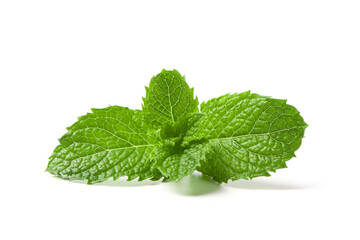 Fresh mint leaf isolated on white background.  © zhikun sun