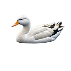 Obraz premium A swimming duck with a background cutout for placing on the water, isolated, transparent background, no background. PNG. Generative AI.