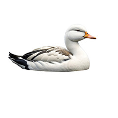 Naklejka na ściany i meble A swimming duck with a background cutout for placing on the water, isolated, transparent background, no background. PNG. Generative AI.