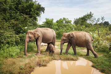 Herd of elephants walking together through wild nature in Sri Lanka..