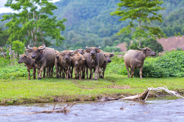 Swamp buffalo landscape. Water buffalos. Thai buffalo herd standing in the meadow,Buffalo in the countryside thailand. A beautiful scenery with buffalos.