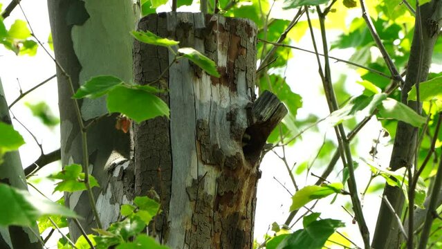 親鳥の帰りを待つアカゲラの幼鳥