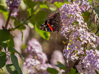 Mariposa sobre Violeta