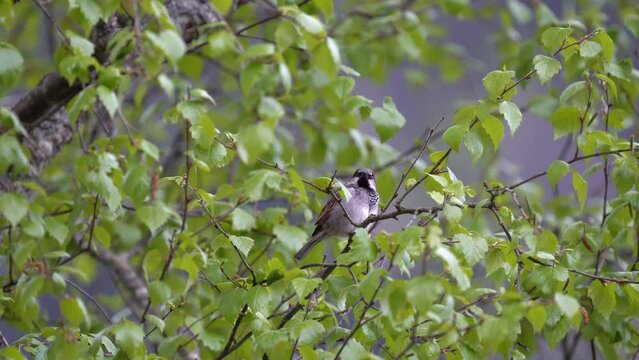 House Sparrow sitting in a birch tree and singing beautiful melody - Filmed in Norway Europe