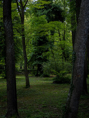 Fototapeta premium Bosque en penumbra