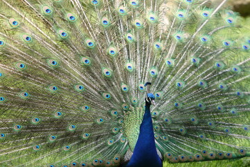 Obraz premium Male peafowl (peacock) with spread feathers expanded like a wheel