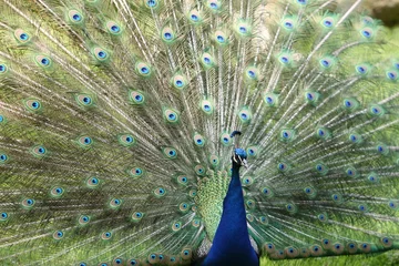 Fotobehang Male peafowl (peacock) with spread feathers expanded like a wheel © Robirensi