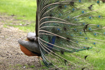 Male peafowl (peacock) with spread feathers expanded like a wheel