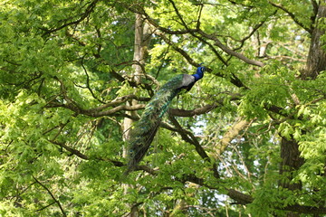 Male peafowl (peacock) with feathers sitting on a branch in a tree