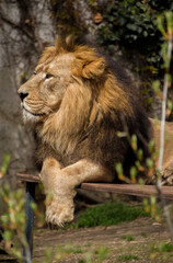 Lion with beautiful mane resting at Wilhelma zoological garden, Stuttgart, Germany
