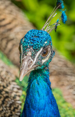Portrait of a peacock at Wilhelma zoological garden, Stuttgart, Germany