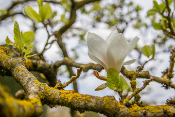 White magnolia blossom at Wilhelma zoological garden, Stuttgart, Germany