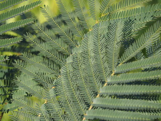 ねむの木　葉っぱ