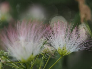 夏の花　ねむの木　ピンクの花