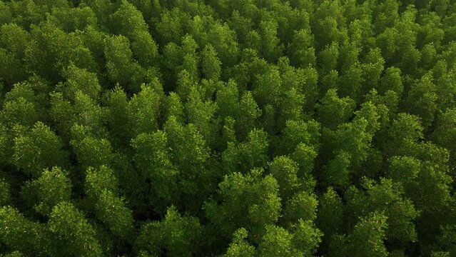 Aerial top down view of mangrove forest, drone flying over tree tops