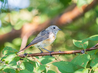 The common redstart, Phoenicurus phoenicurus, young bird, is photographed in close-up sitting on a branch against a blurred background.