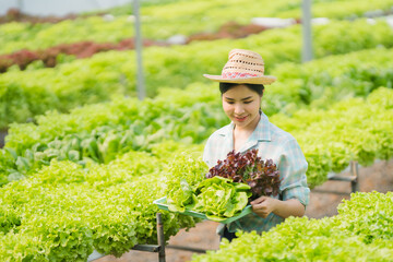 Naklejka na ściany i meble Asian farmers at hydroponic vegetables salad farm.