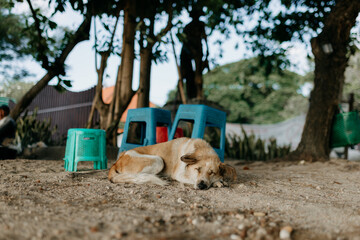 Local dog on the beach at Bali