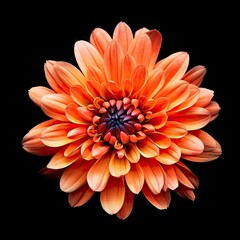 A Burst of Orange Beauty: Yellow Daisy Bloom on Isolated Black Background Art Design Illustration, Generative AI