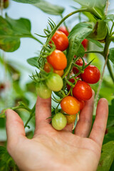 Human's hand holding a bunch of ripe and unripe cherry tomatoes in a greenhouse