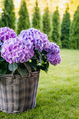 Close-up basket pot with a bush of blooming hydrangeas
