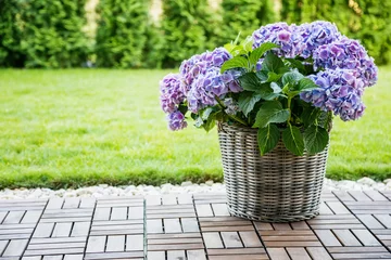 Foto op Plexiglas A basket pot filled with purple hydrangea blossoms in the patio © Anna Lurye