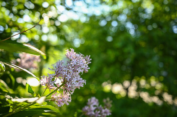 Purple lilac flowers. They bloom and bloom in the garden. Spring background. A warm day.