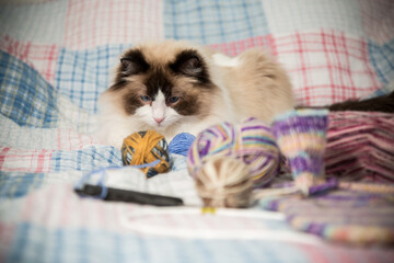 Colored threads, knitting needles and other items for hand knitting and a cute domestic cat Ragdoll